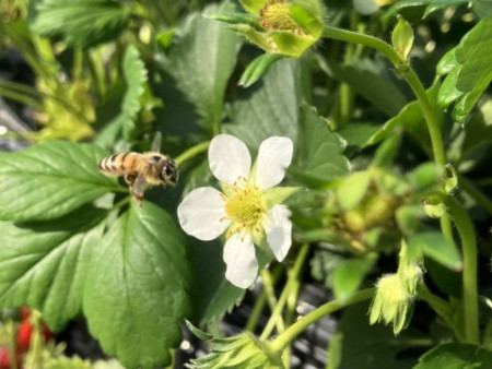 ミツバチかわいいね~