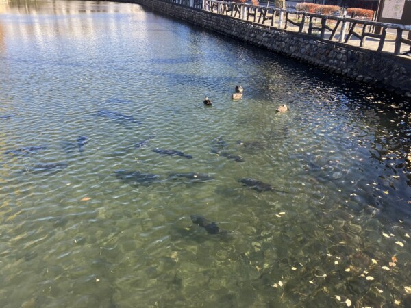 お堀の水もきれいだった